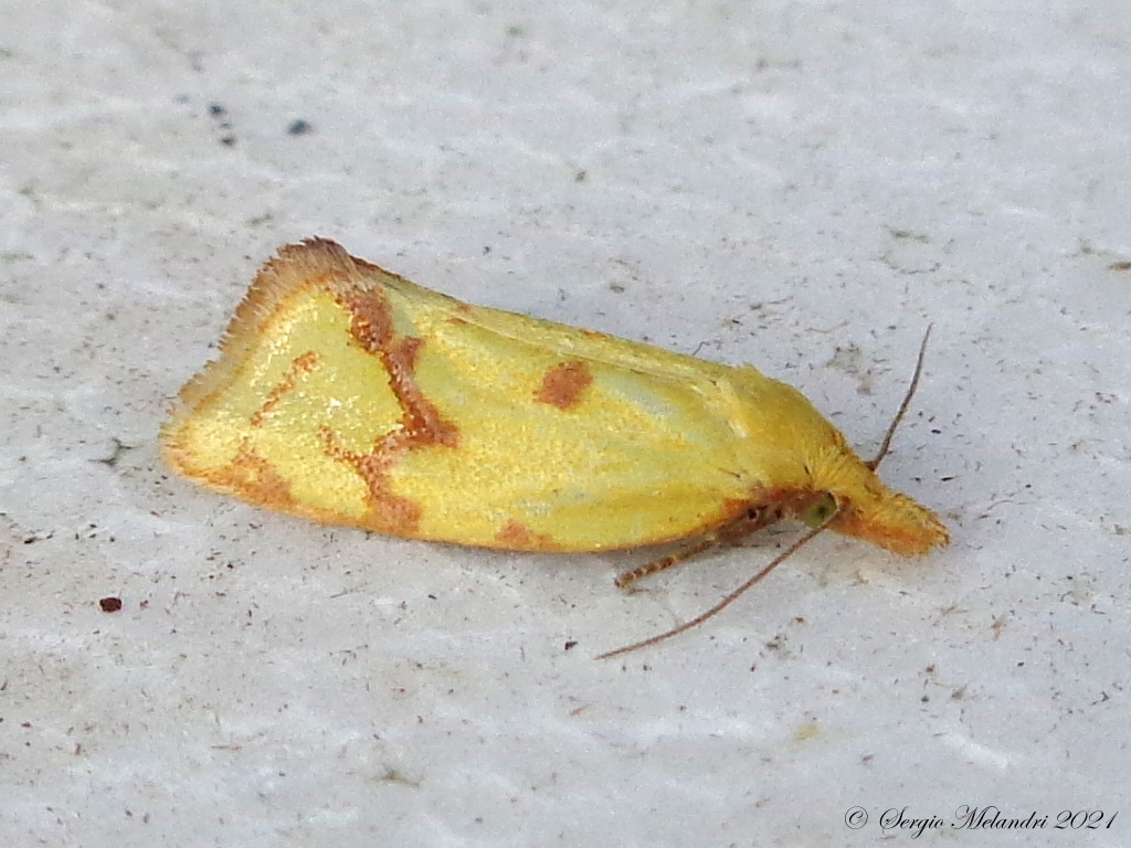 Agapeta hamana (Tortricidae)